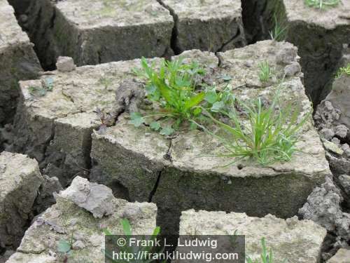 Lough Nasool Drained (2006)